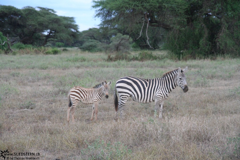 IMG 7815-Kenya, mama and baby zebra at Kimana Reserve